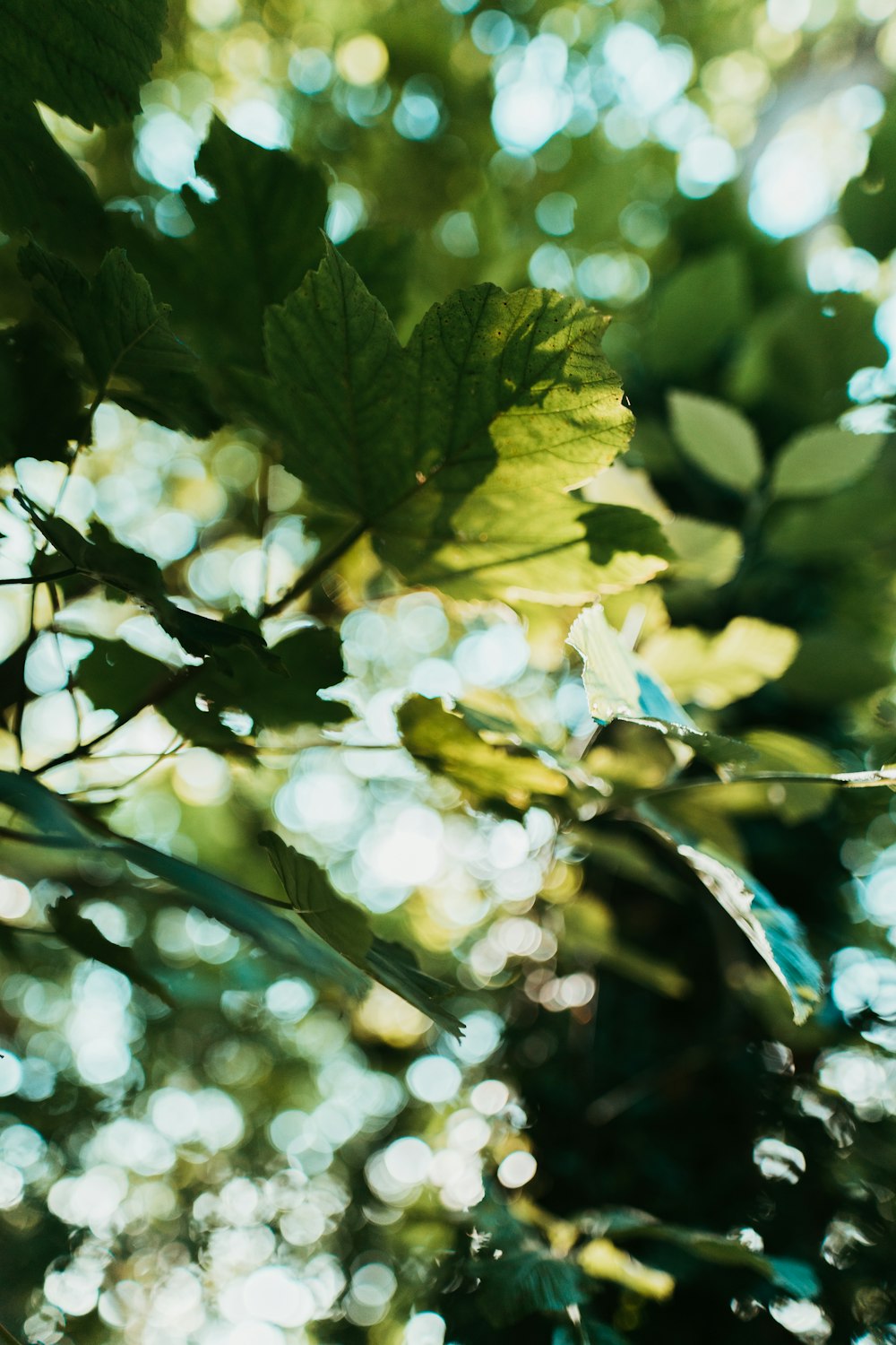 green leaves in tilt shift lens