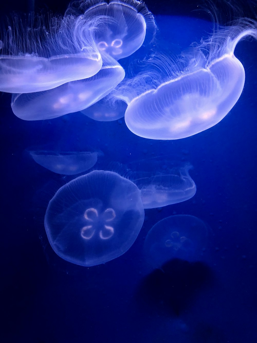 white jellyfish in blue water