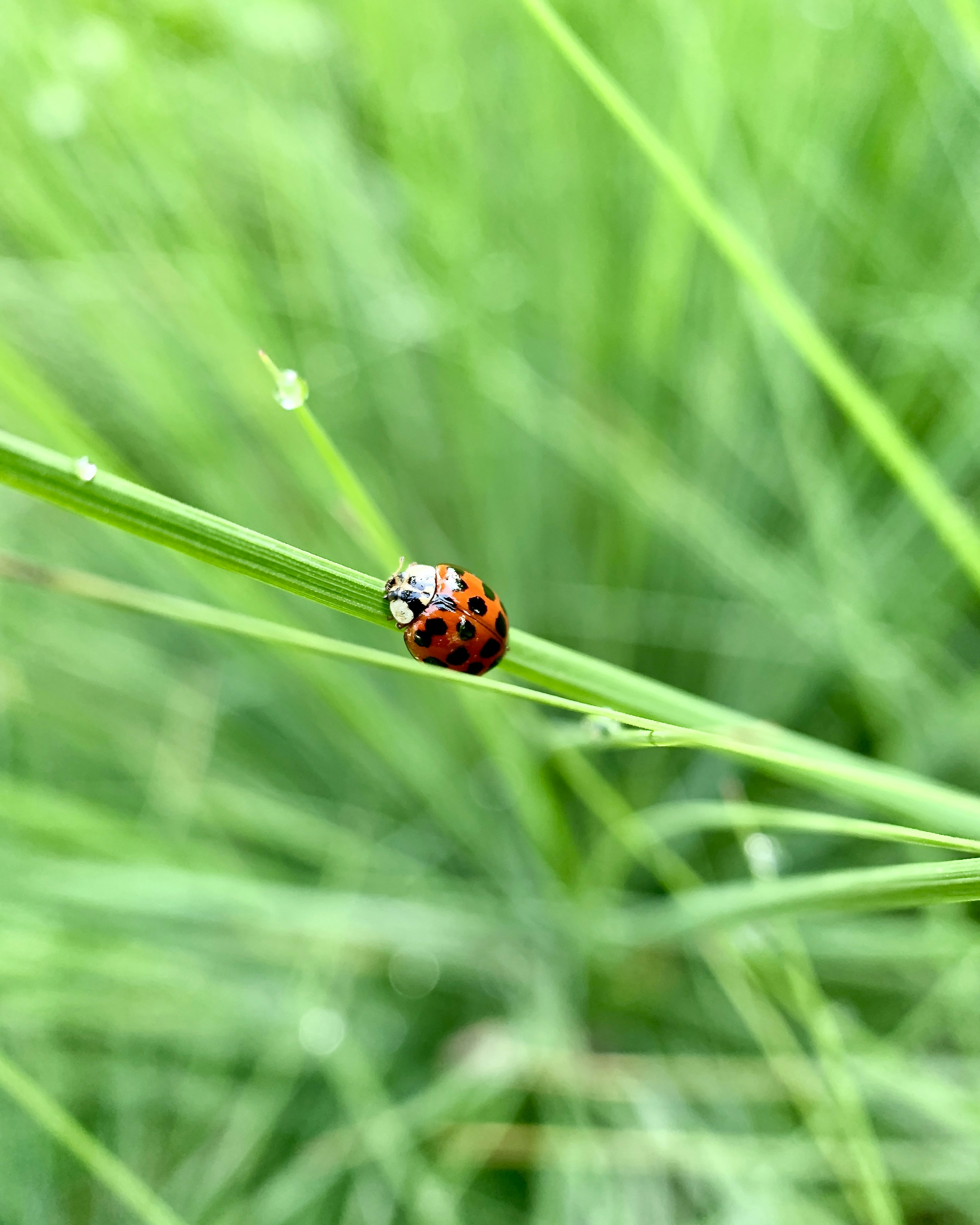 昼間の緑の葉にオレンジと黒のてんとう虫の写真 Unsplashで見つける草の無料写真