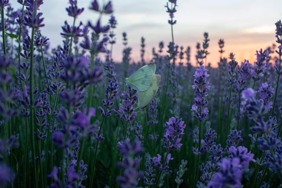 green butterfly on purple flower during sunset