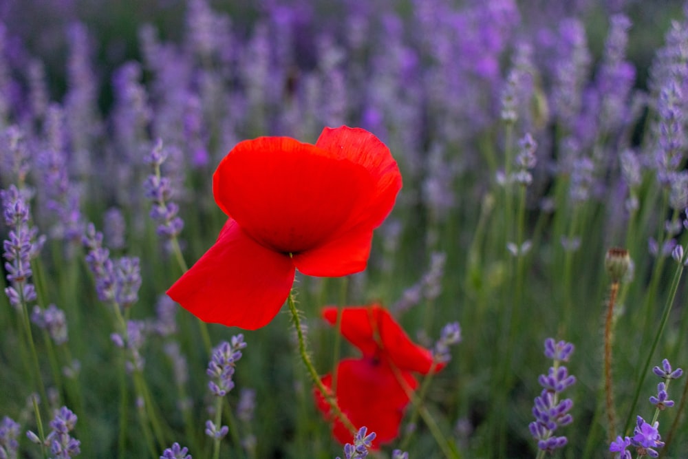 red flower in the middle of green grass field