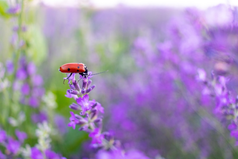 red seven spotted ladybug perched on purple flower in close up photography during daytime