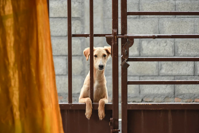Pet Friendly Stays