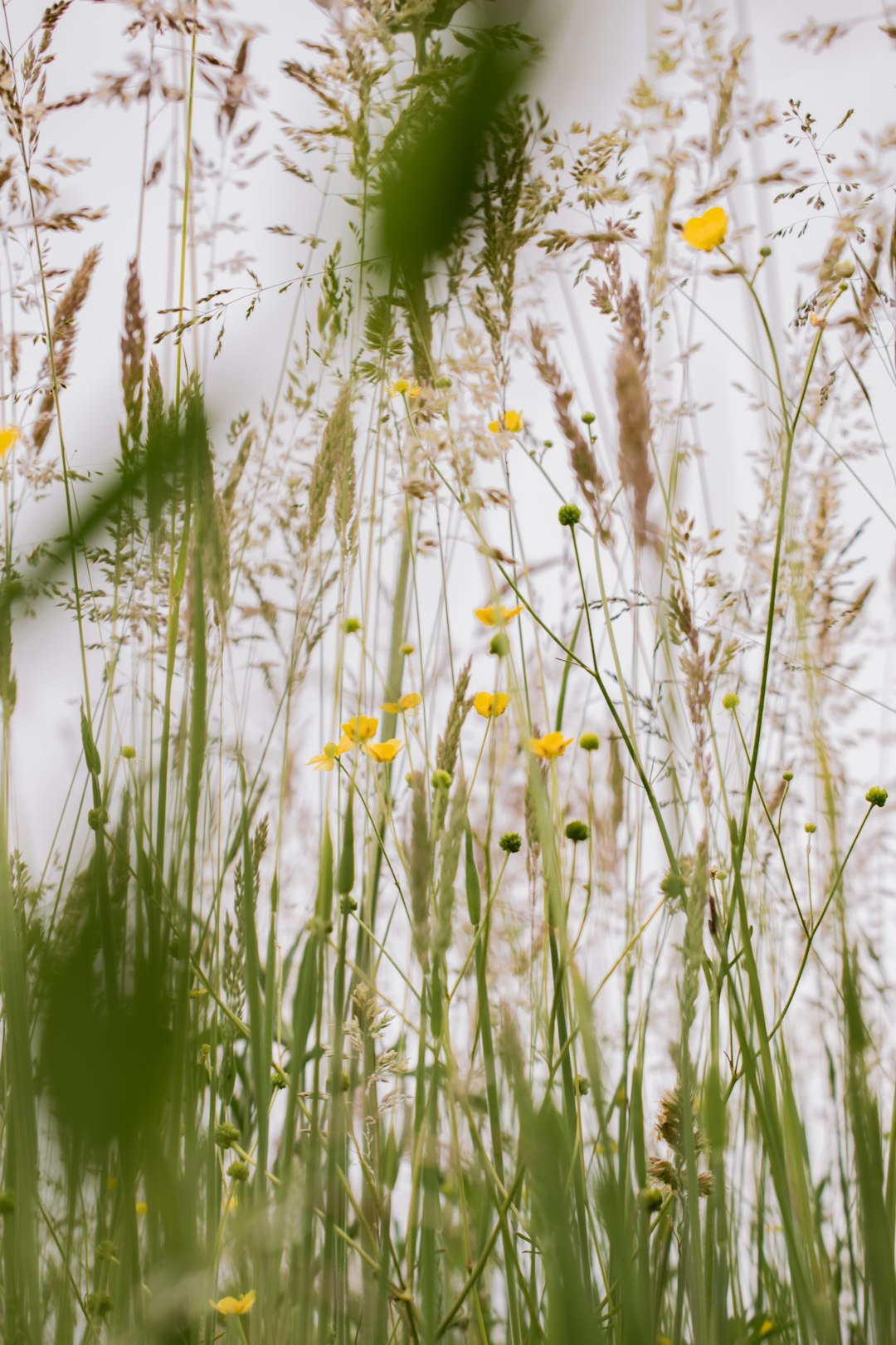 yellow flower in green grass field during daytime