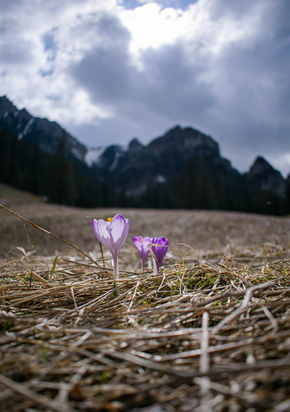 purple flower on brown grass