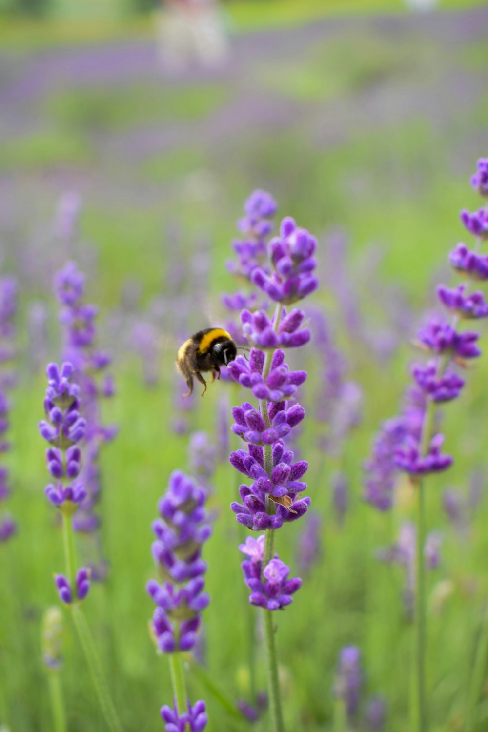 yellow and black bee on purple flower