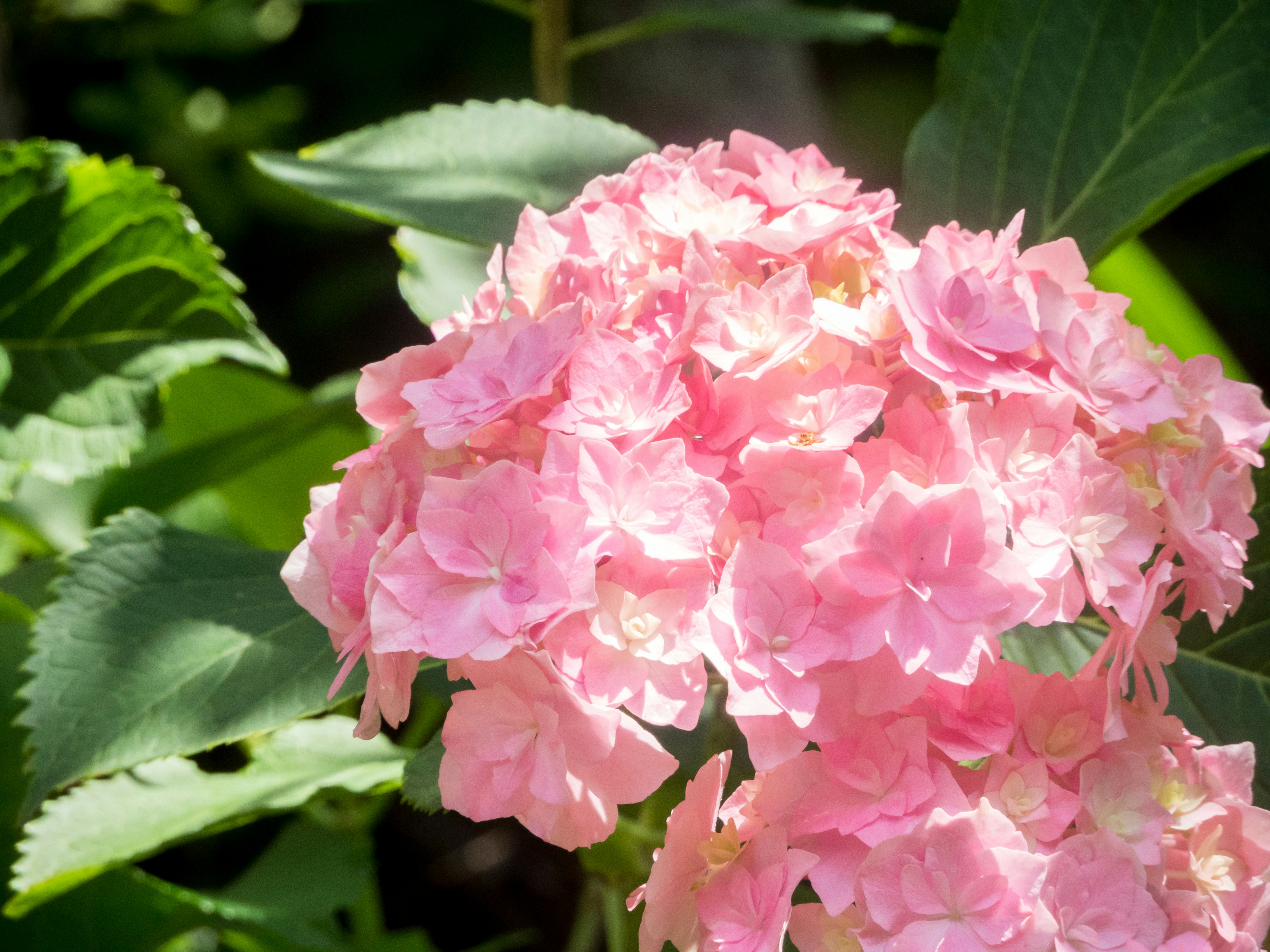 Photo by heppoko_yama