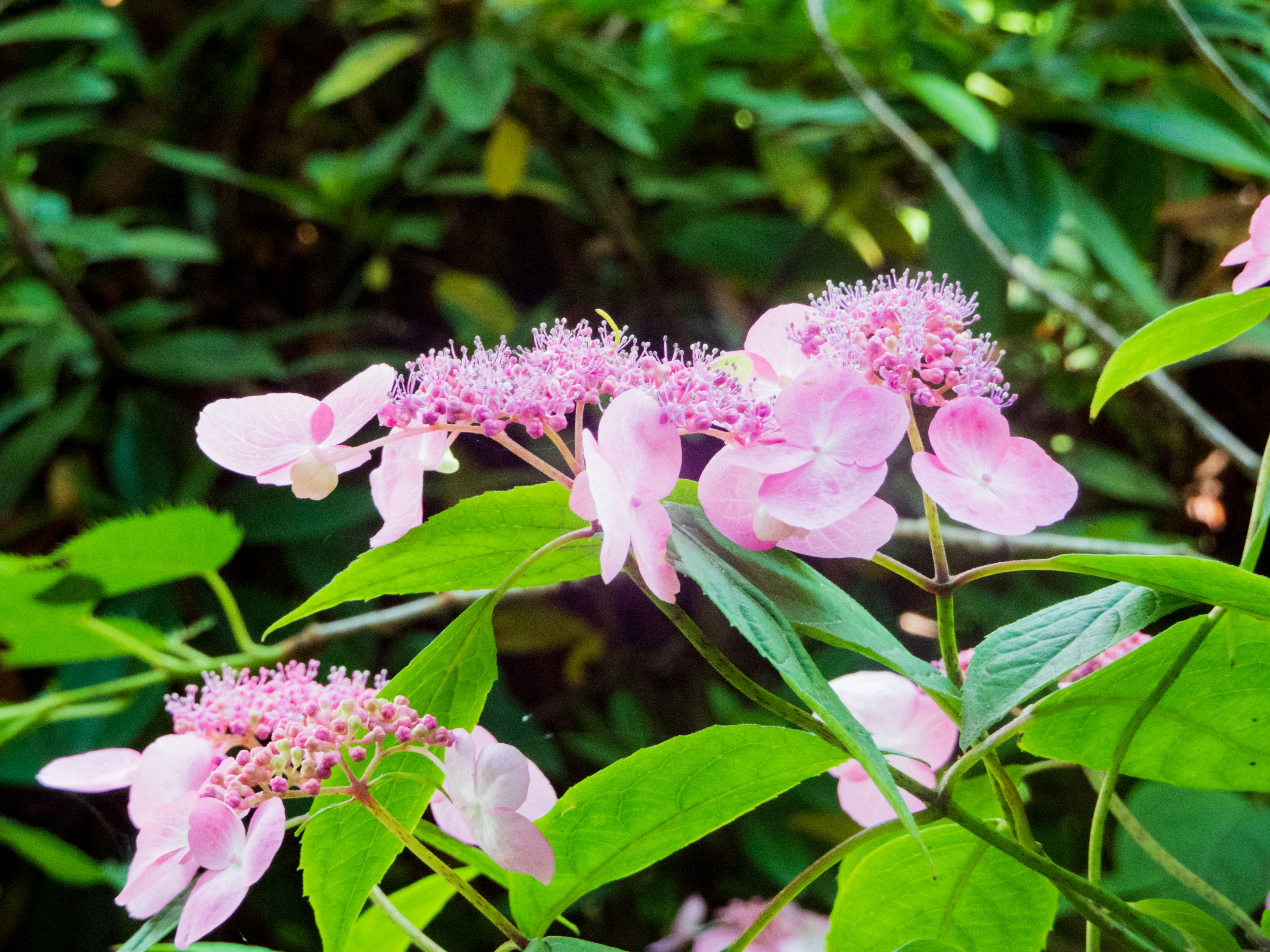 Photo by heppoko_yama