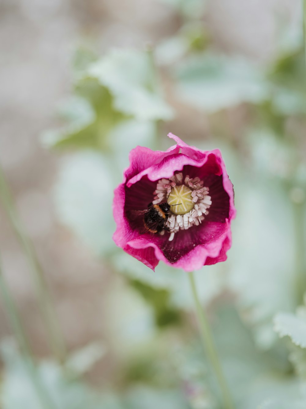 pink flower in tilt shift lens