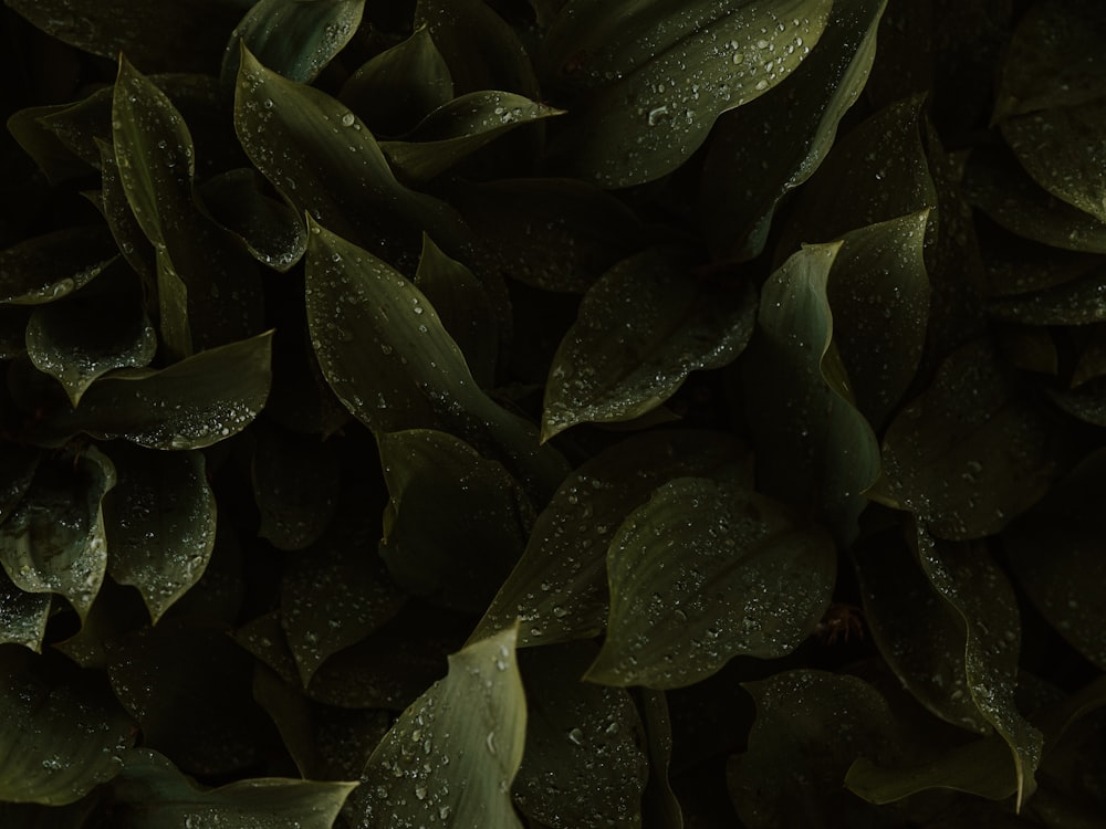 water droplets on green leaves