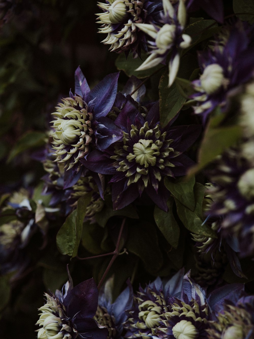 purple flower in tilt shift lens