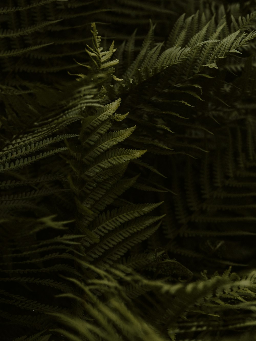 green fern plant in close up photography