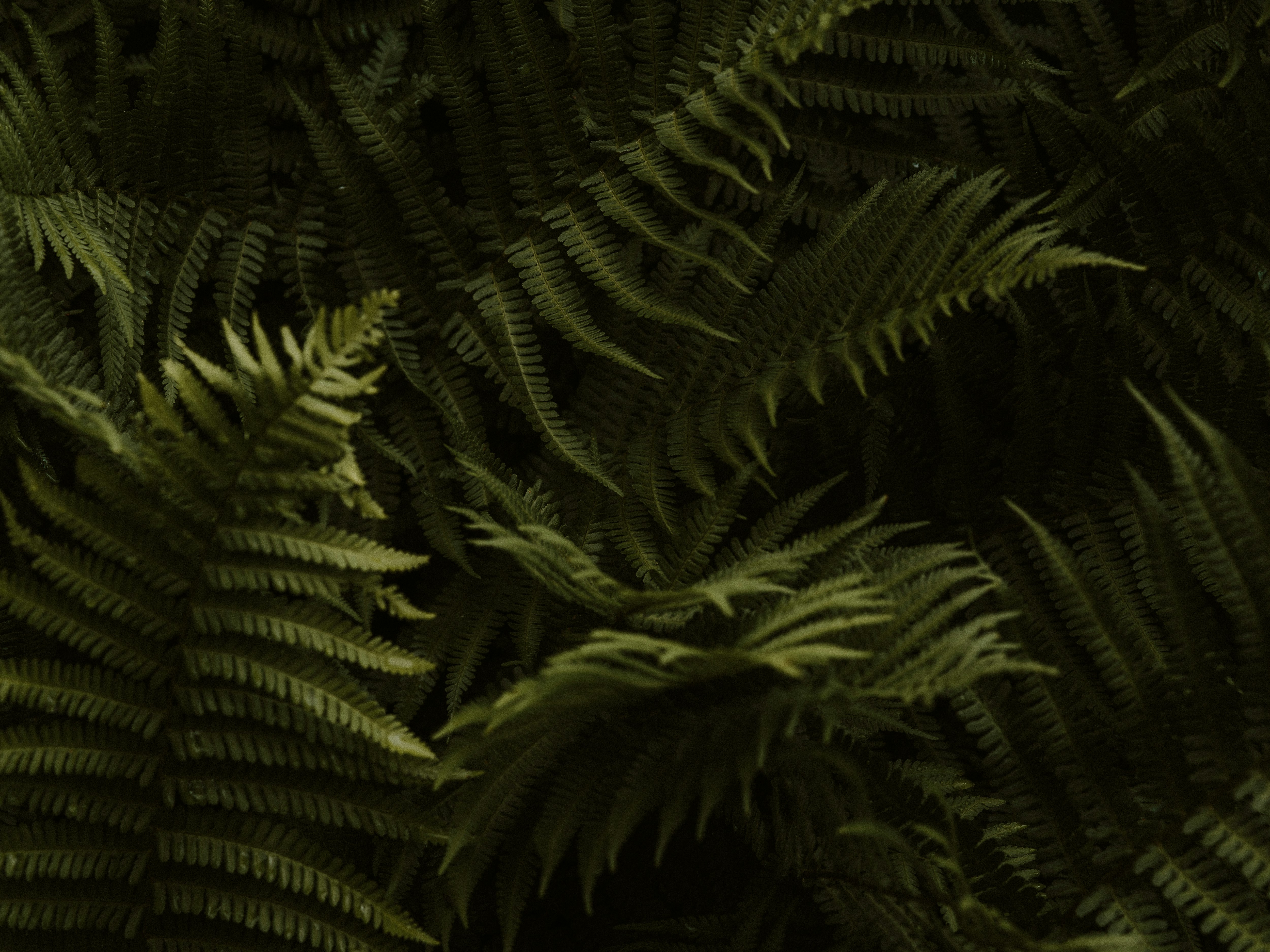 Photo by anniespratt