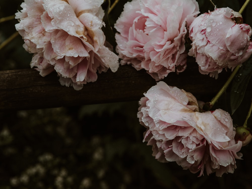 pink flowers on brown wooden fence