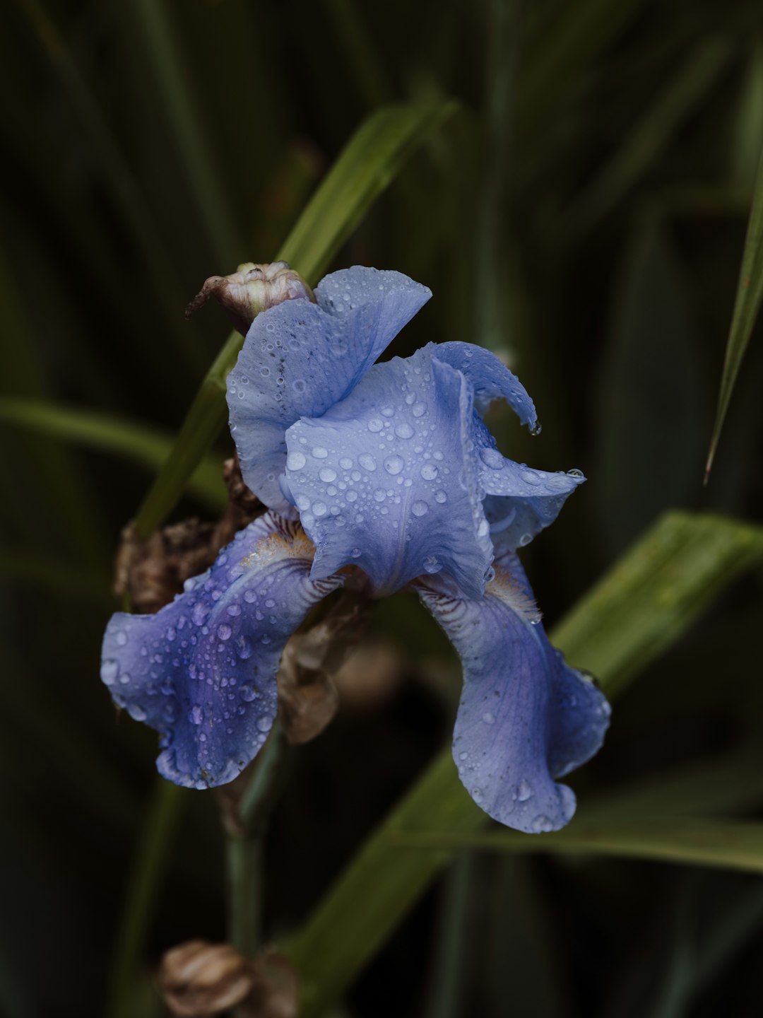 blue flower in macro shot