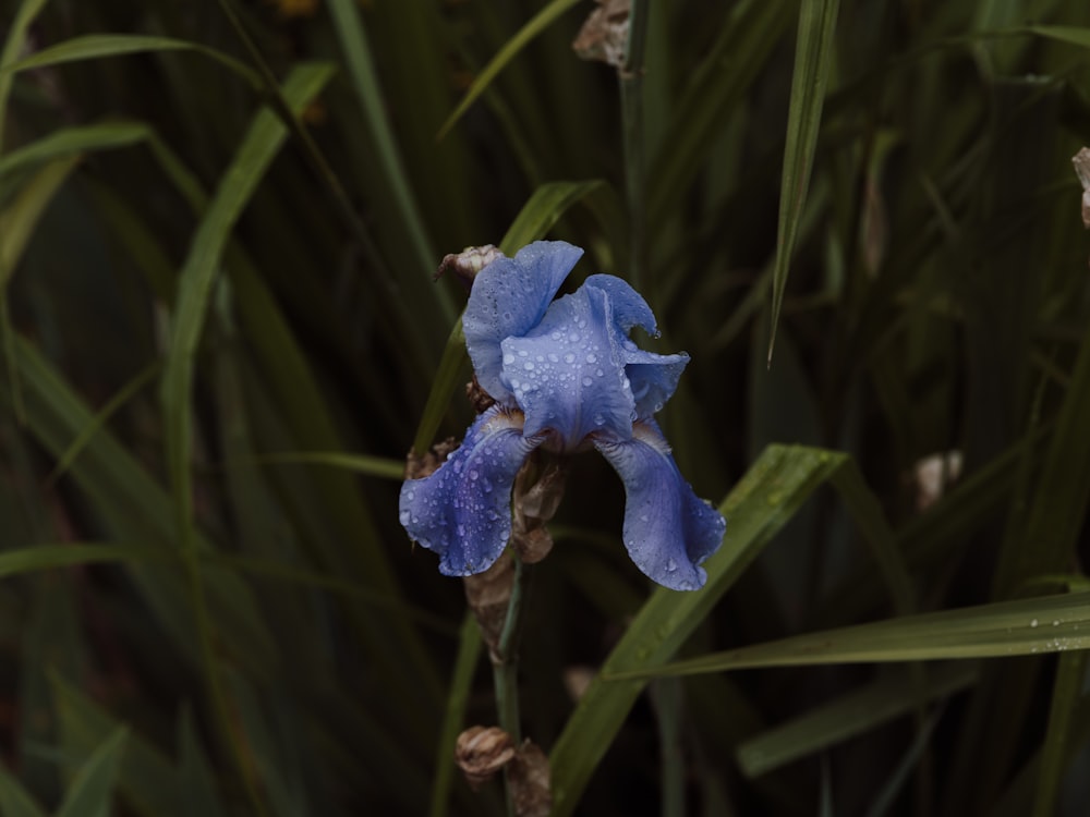 blue flower in tilt shift lens