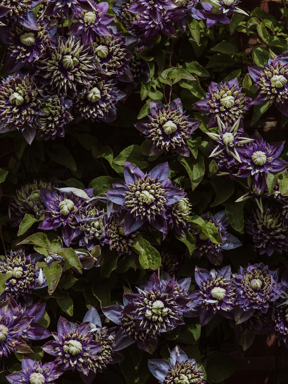 purple flowers with green leaves