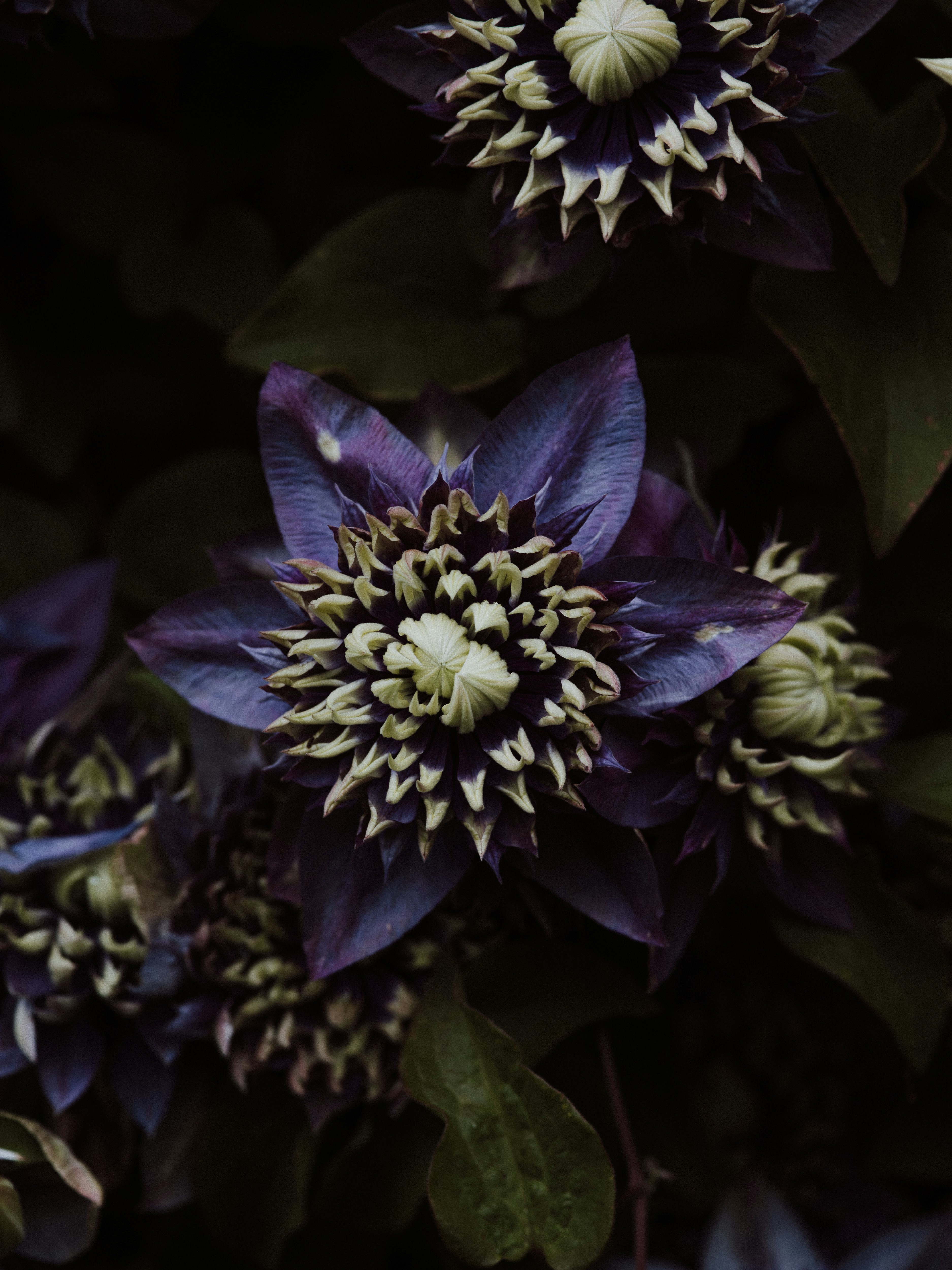 Lila Blume in Makroaufnahme