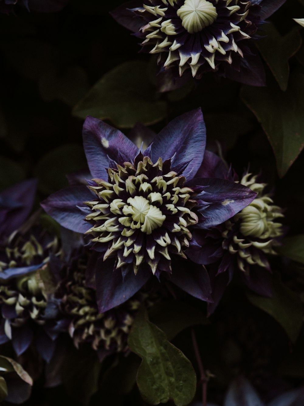 purple flower in macro shot