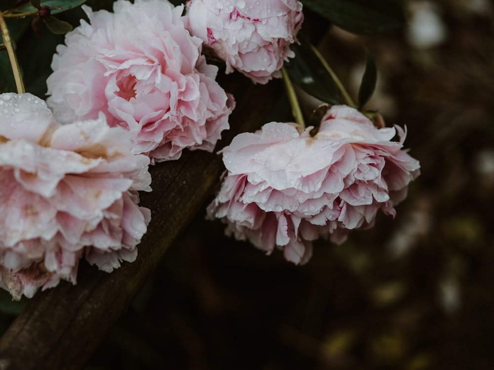 pink flowers on brown wooden stick