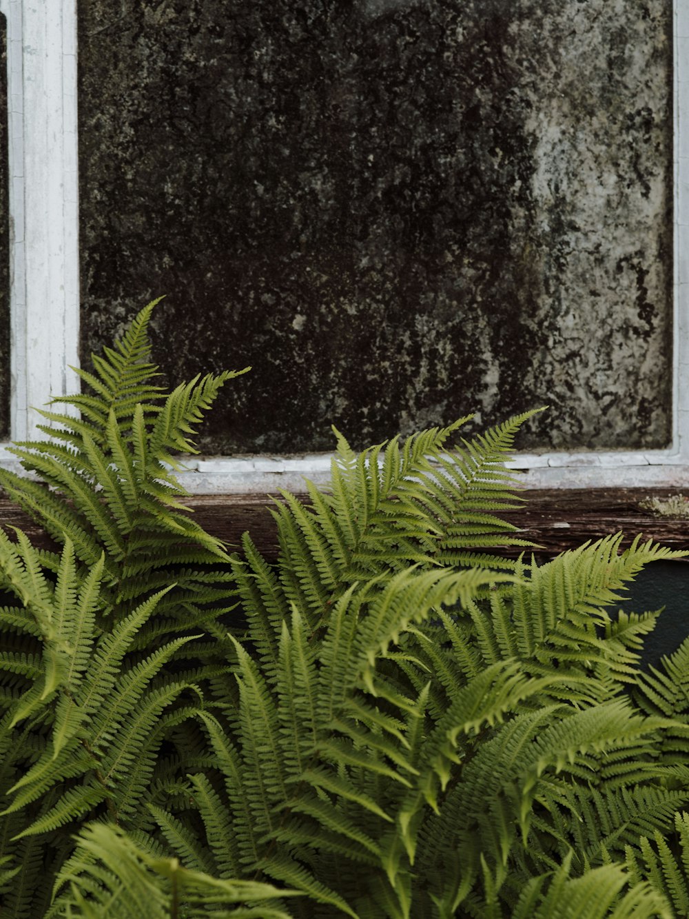 green fern plant beside gray concrete wall