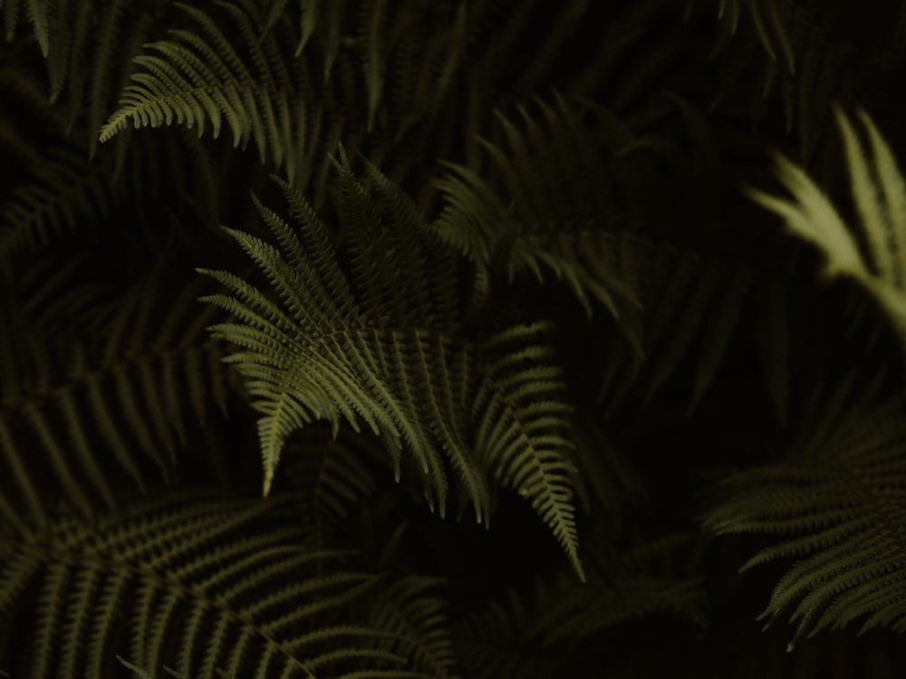 green fern plant in dark room