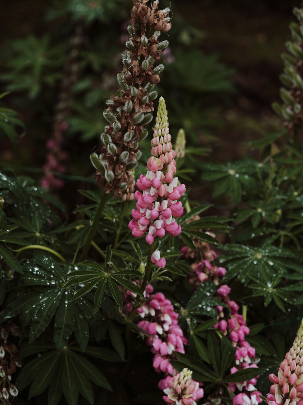 pink flowers with green leaves