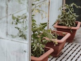 Several potted plants with lush green leaves and small yellow flowers are placed on a metal grid floor in a greenhouse. The plants are housed in rectangular terracotta pots, and there are signs of new growth with small tomatoes visible.