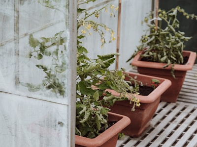 Several potted plants with lush green leaves and small yellow flowers are placed on a metal grid floor in a greenhouse. The plants are housed in rectangular terracotta pots, and there are signs of new growth with small tomatoes visible.