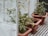 Several potted plants with lush green leaves and small yellow flowers are placed on a metal grid floor in a greenhouse. The plants are housed in rectangular terracotta pots, and there are signs of new growth with small tomatoes visible.