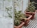 Several potted plants with lush green leaves and small yellow flowers are placed on a metal grid floor in a greenhouse. The plants are housed in rectangular terracotta pots, and there are signs of new growth with small tomatoes visible.