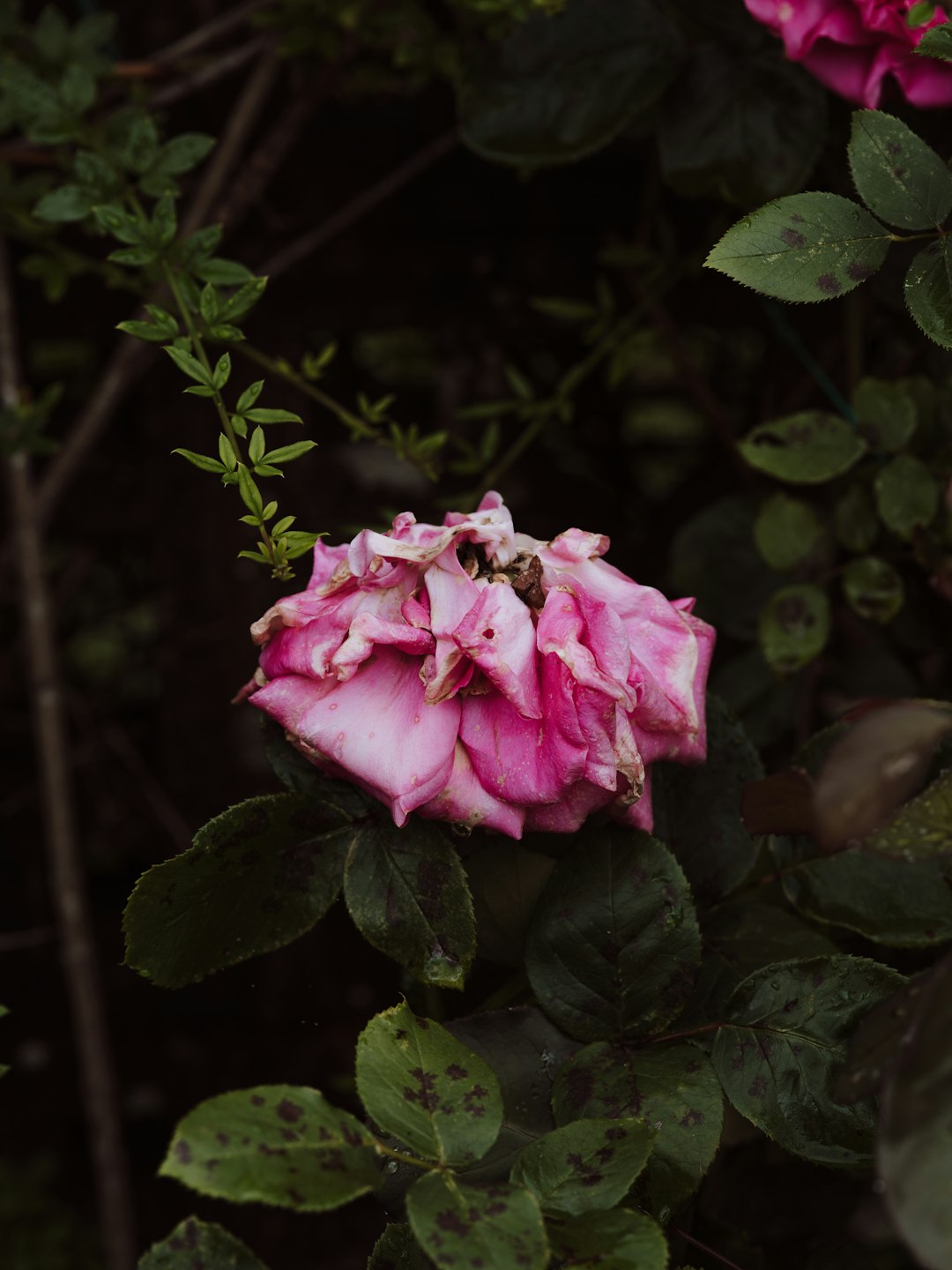 pink rose in bloom during daytime