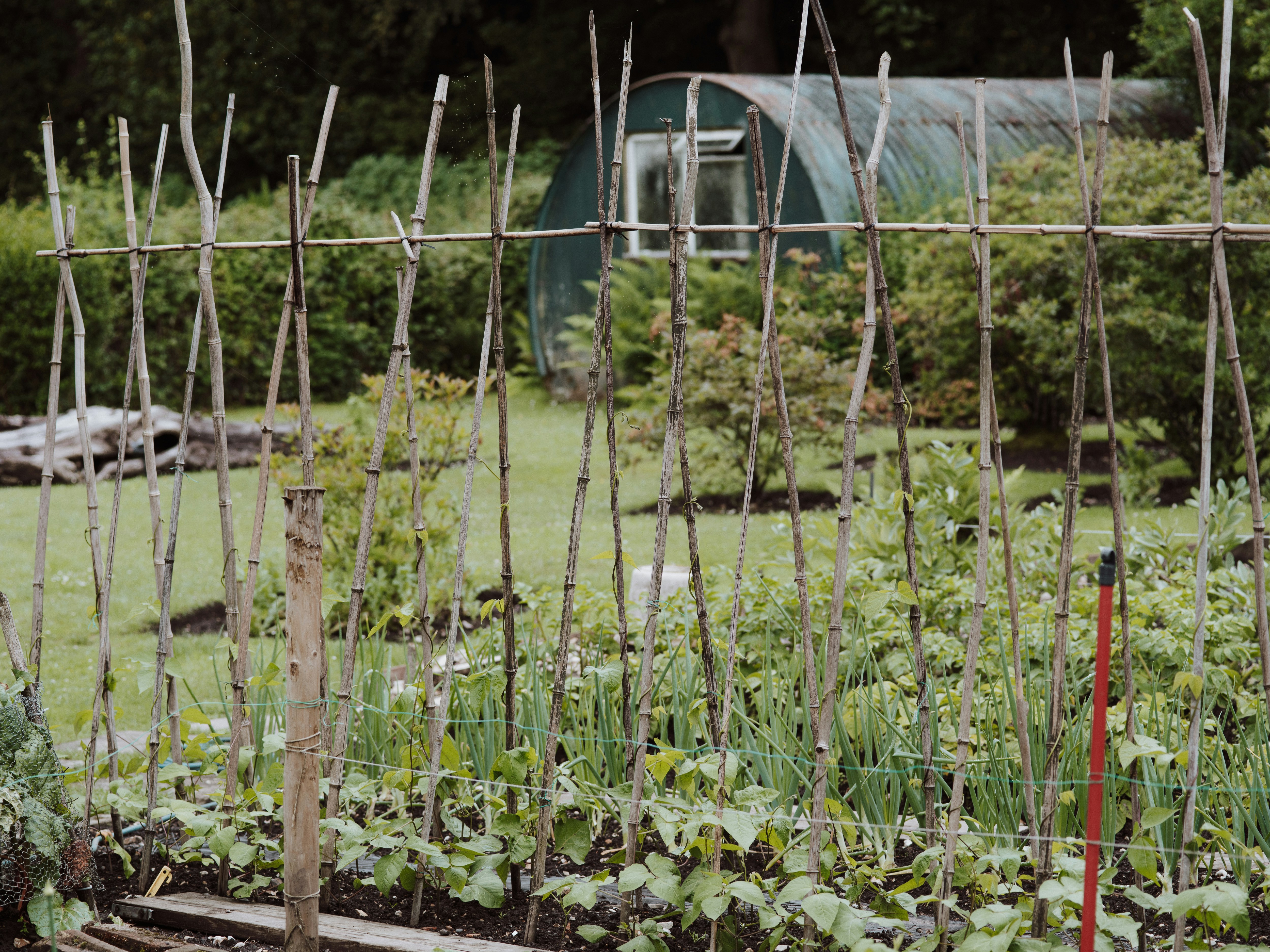 Green orchard with timber sticks