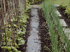 green grass near river during daytime