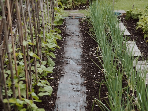green grass near river during daytime