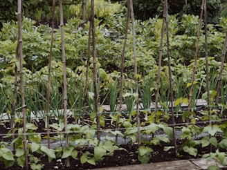green plants on body of water