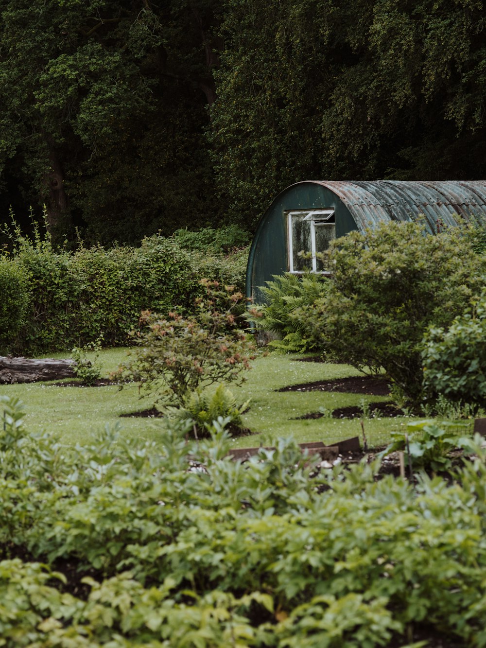 Maison en bois bleu entourée de plantes vertes