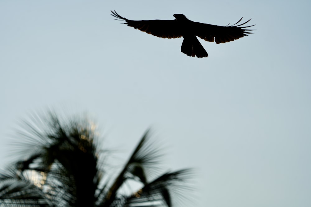 pássaro preto voando sobre árvore verde durante o dia