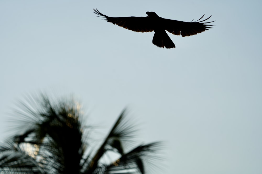 black bird flying over green tree during daytime