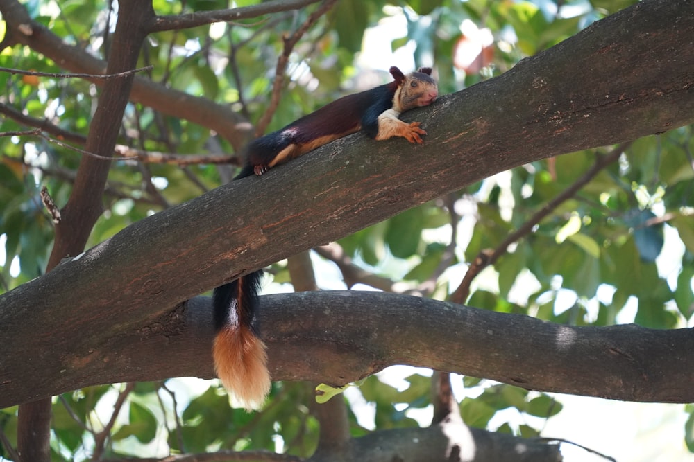 black and brown squirrel on tree branch during daytime