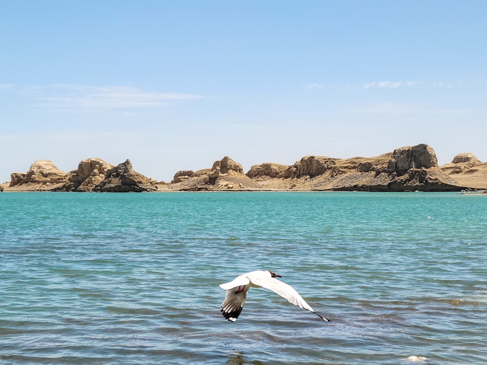 white bird flying over the sea during daytime