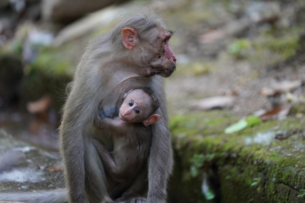 gray monkey on green grass during daytime