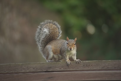 A squirrel with a bushy tail stands alert on a wooden fence, set against a blurred green background. The animal appears curious and focused, with its front paws gripping the fence.