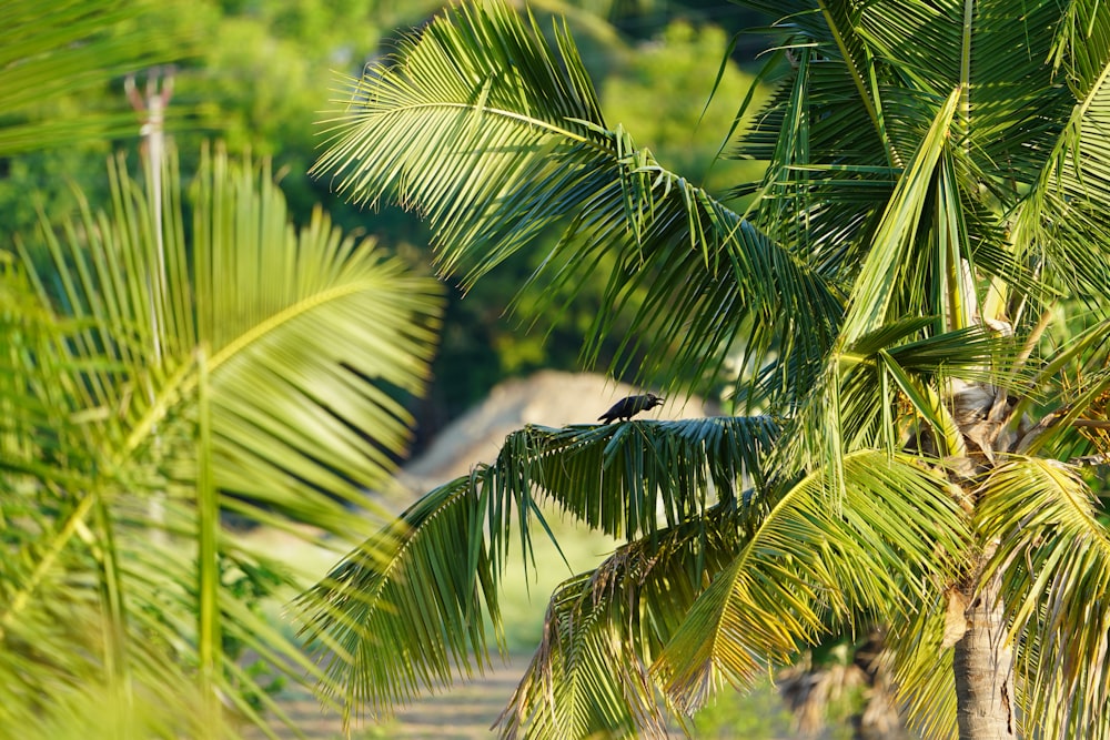pássaro preto voando sobre palmeira verde durante o dia