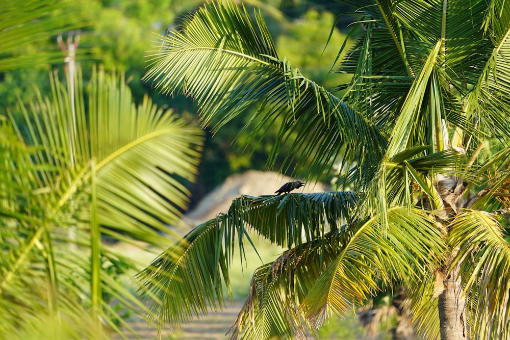 black bird flying over green palm tree during daytime