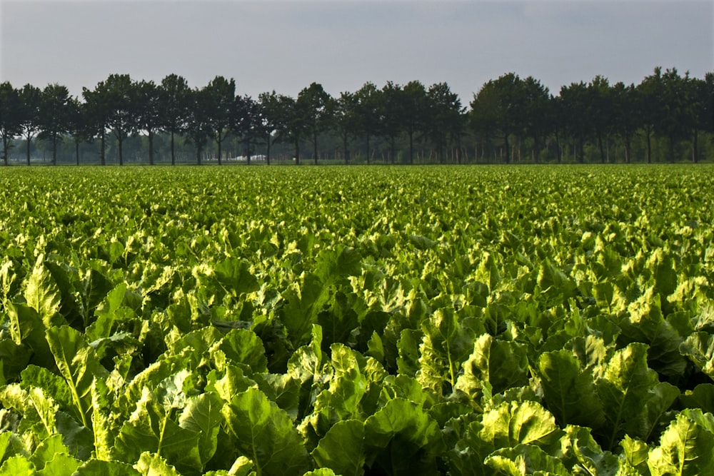 green plants under white sky during daytime