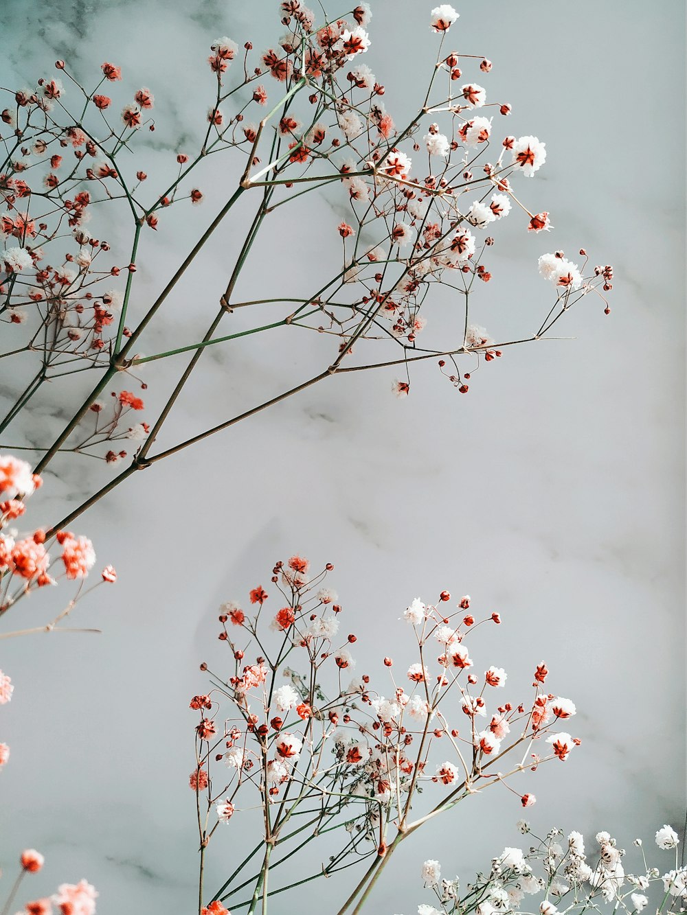 pink cherry blossom tree during daytime