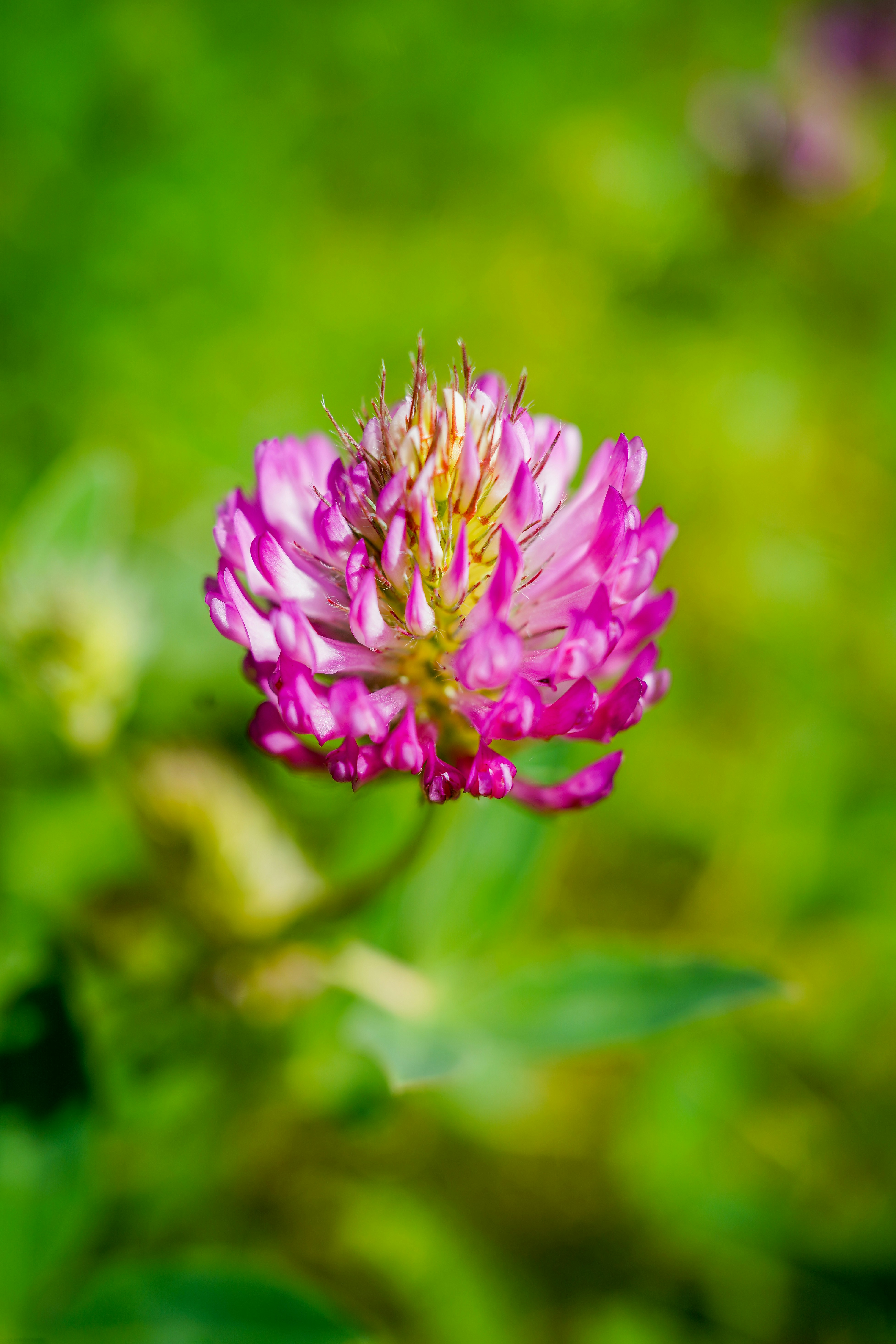 bunga ungu dalam lensa tilt shift