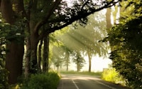 gray concrete road between green trees during daytime