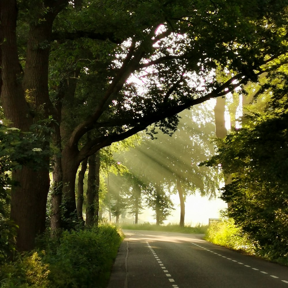 gray concrete road between green trees during daytime